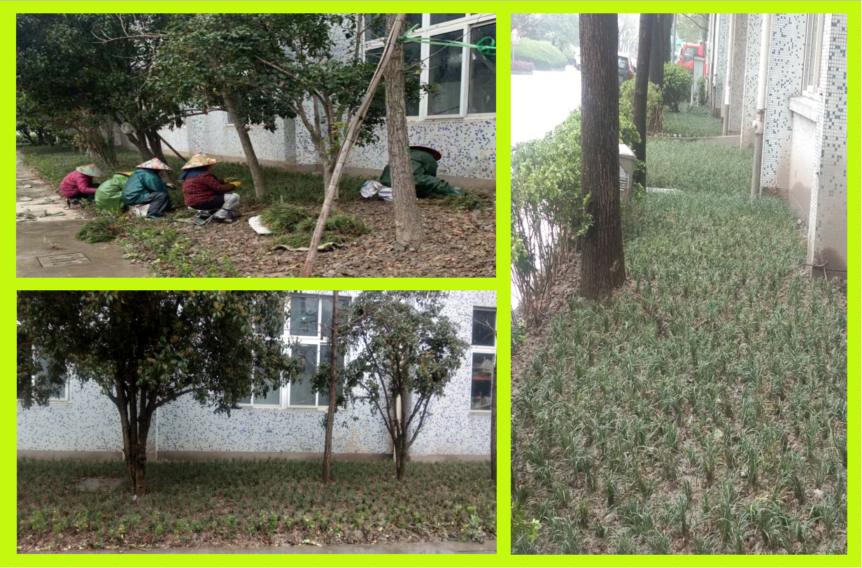 种植绿化，美化坏境