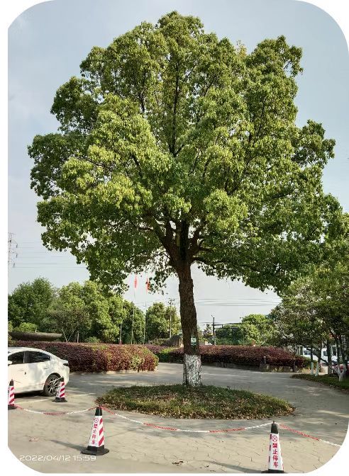 补充营养，香樟树“打点滴”